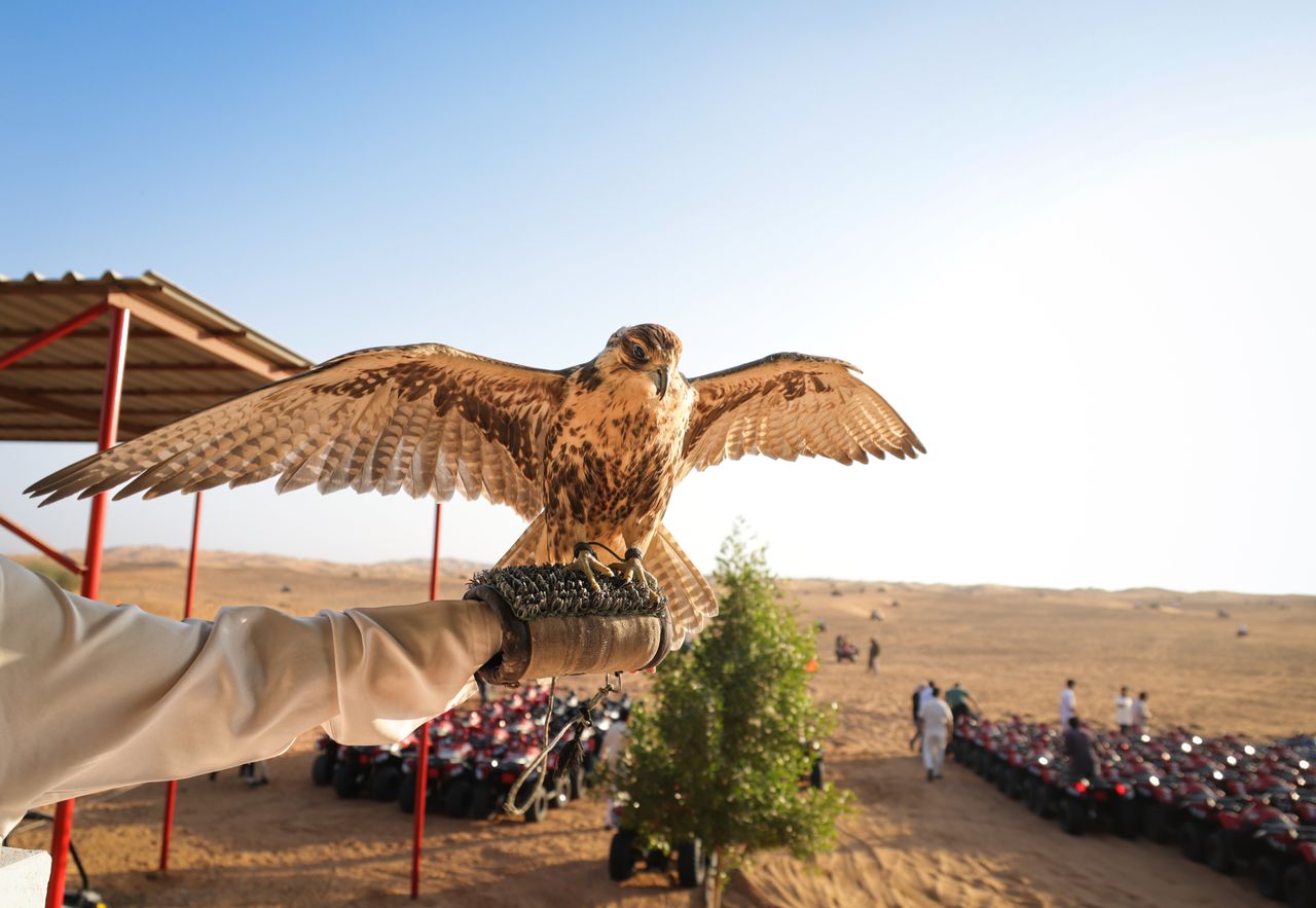 A falcon perches majestically on a glove in a desert landscape during daylight.